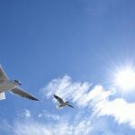 Allontanamento Piccioni Roma E Dintorni